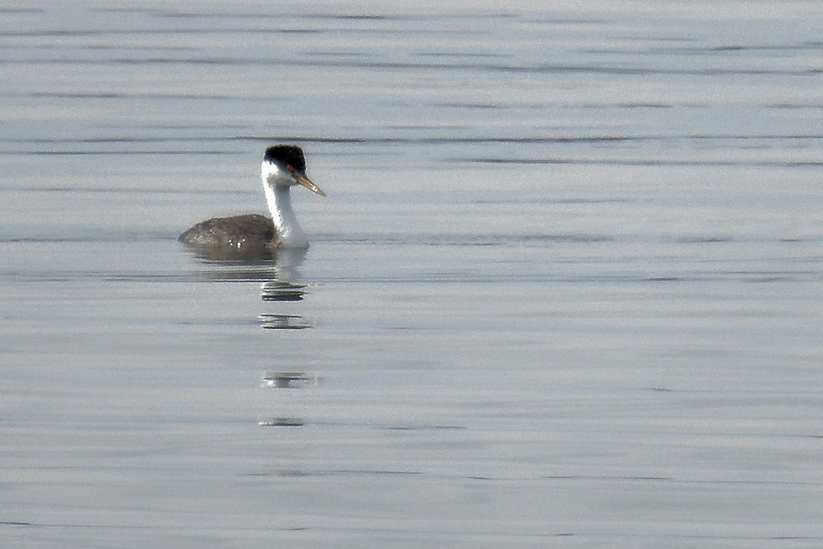 Western Grebe - C Murphy