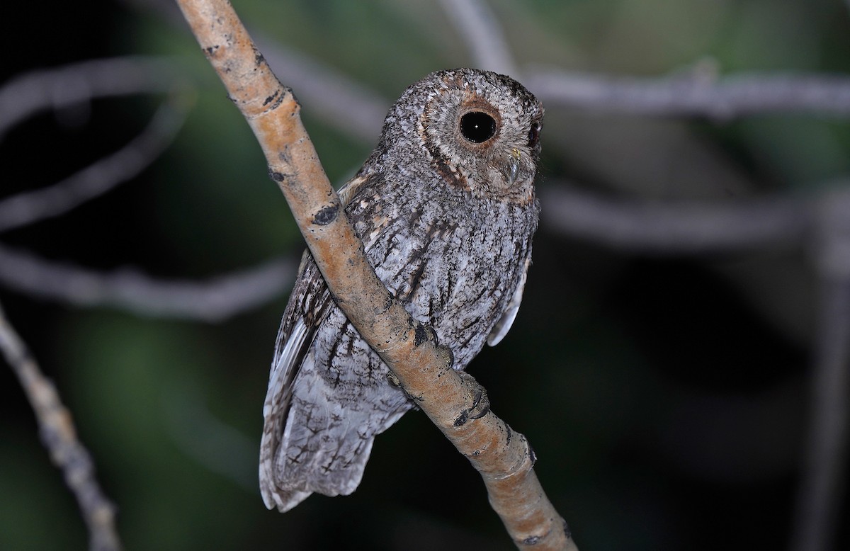 Flammulated Owl - ML613085020