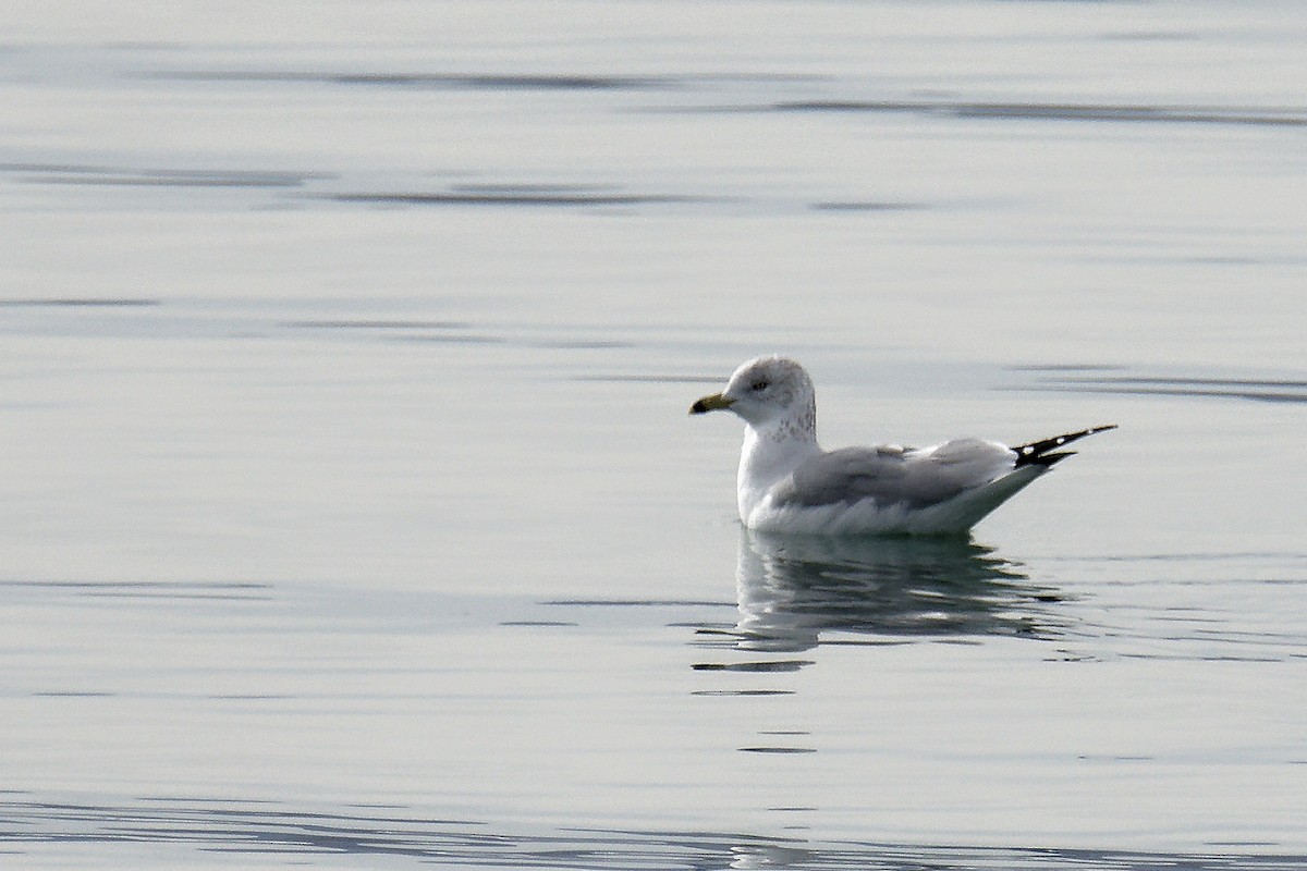 Ring-billed Gull - ML613085037