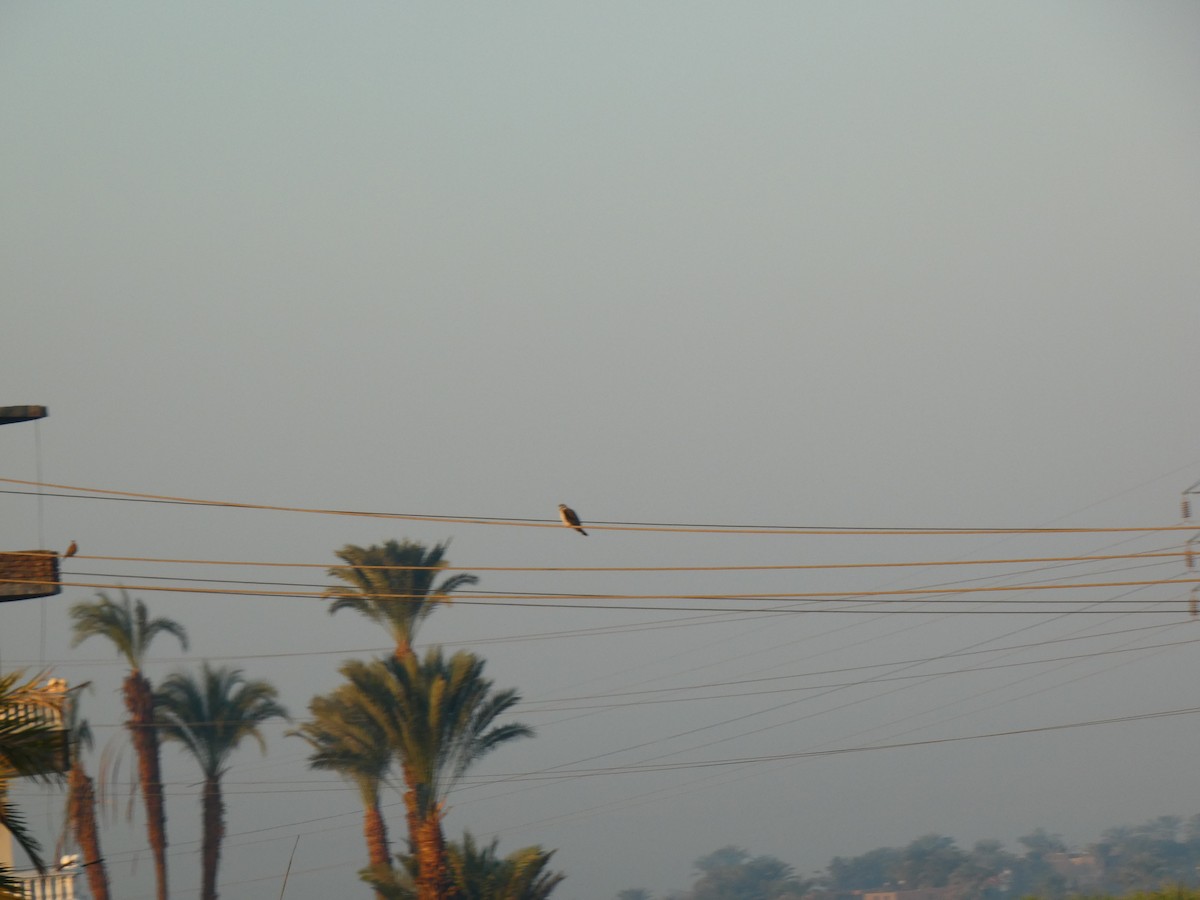 Black-winged Kite (African) - ML613085053