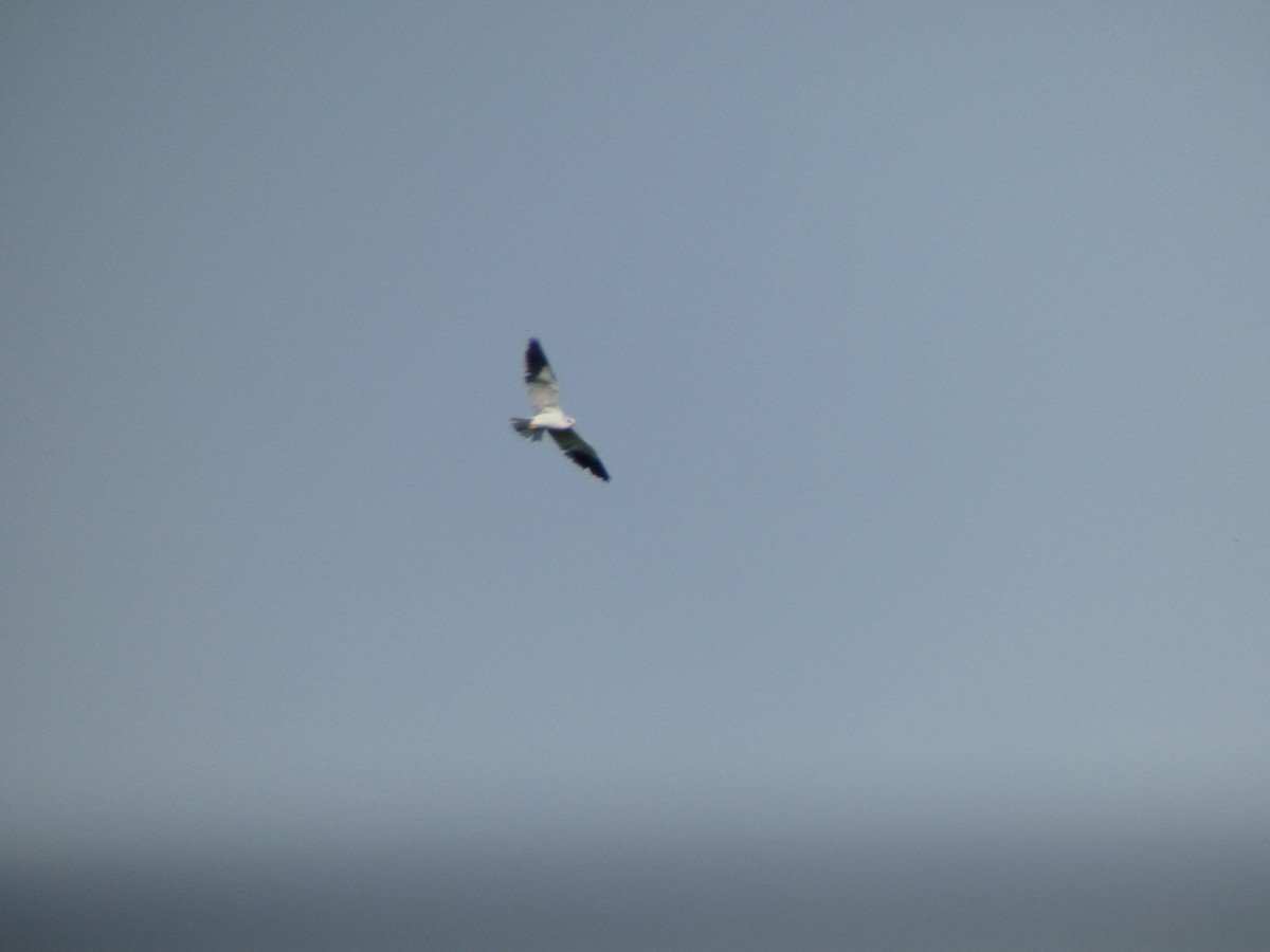 Black-winged Kite (African) - ML613085059