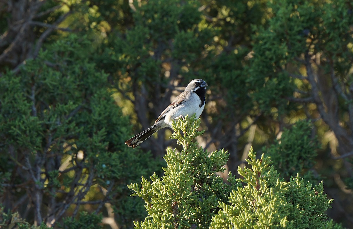 Black-throated Sparrow - ML613085072