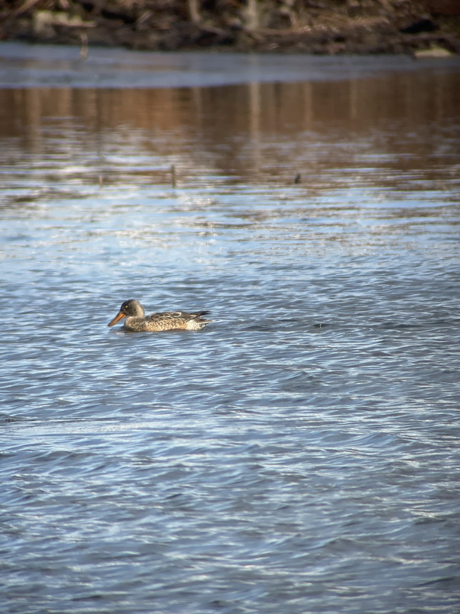 Northern Shoveler - ML613085080