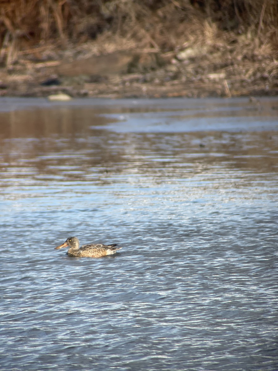 Northern Shoveler - ML613085081