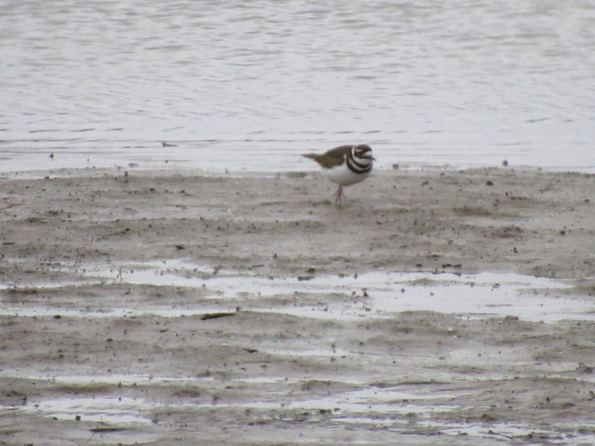 Killdeer - ML613085086