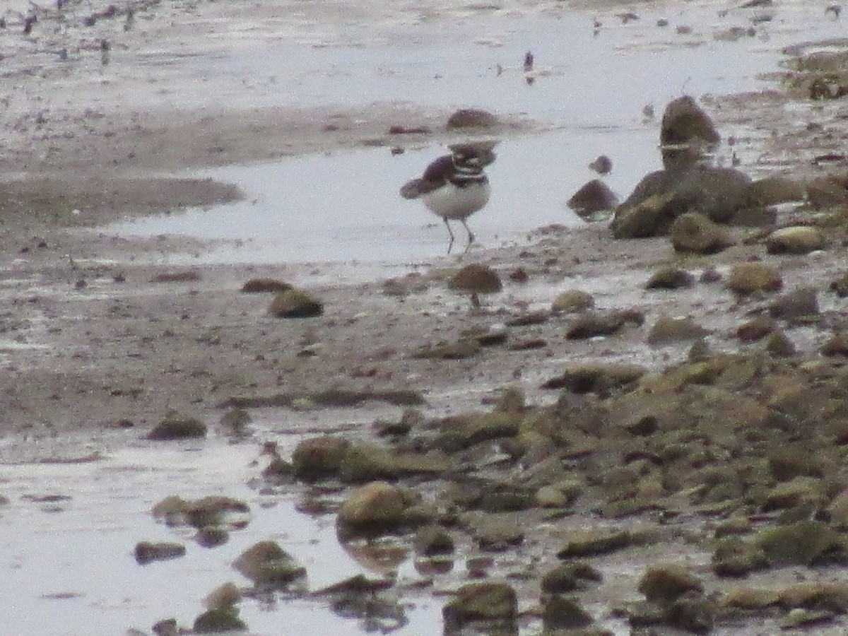 Killdeer - ML613085087