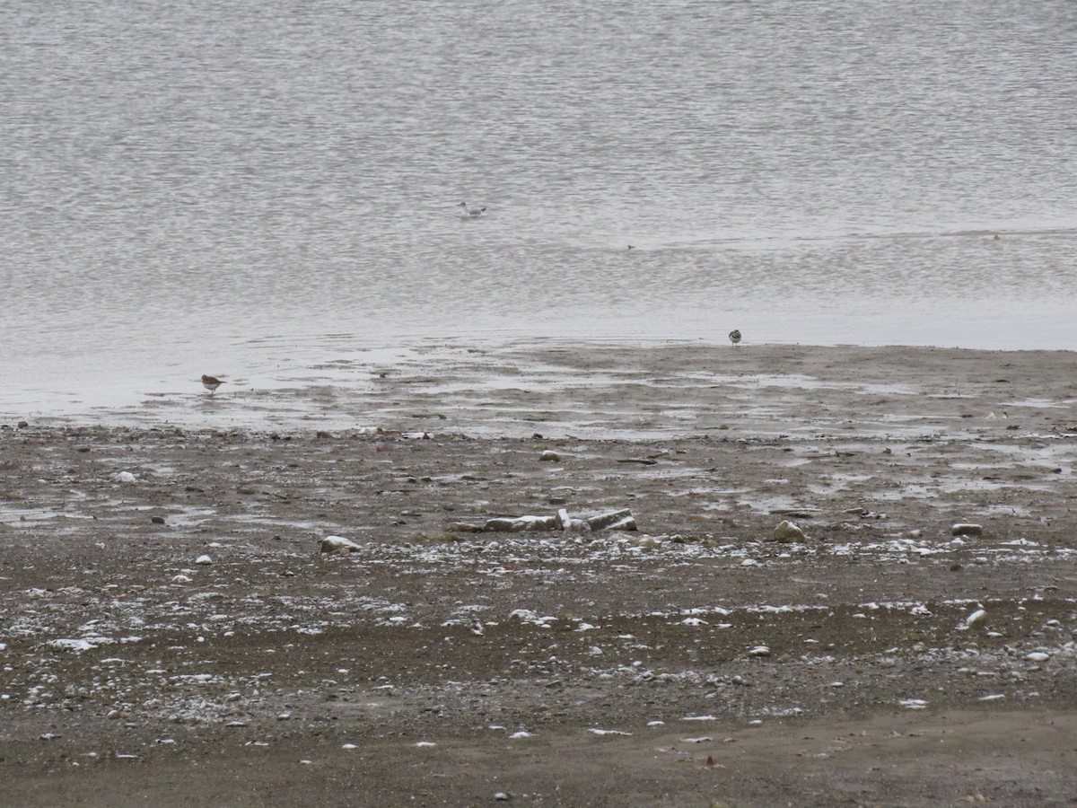 Killdeer - ML613085088