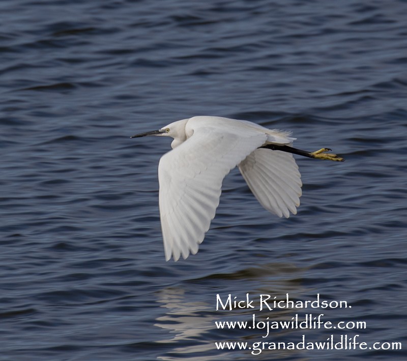 Little Egret - ML613085098