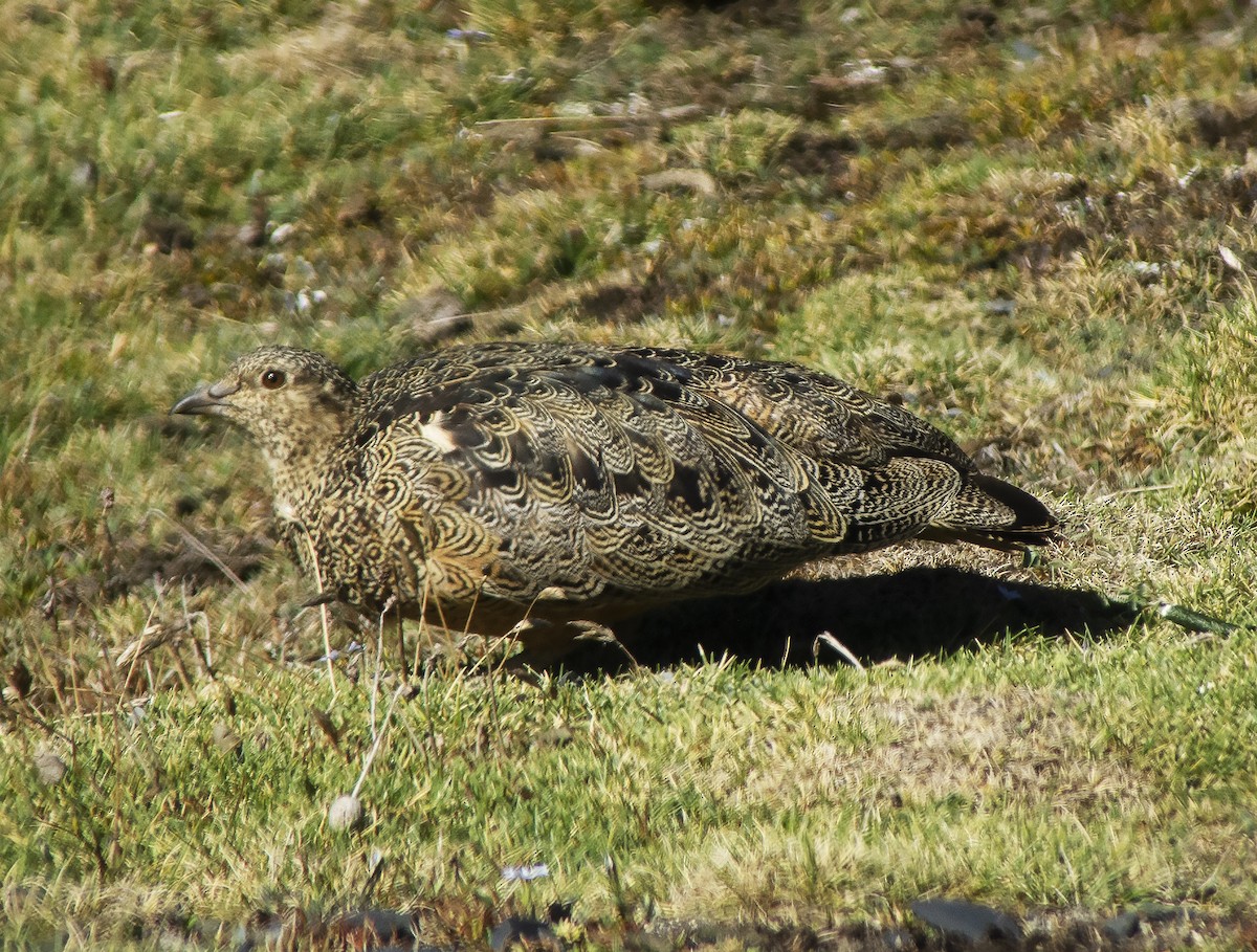 Rufous-bellied Seedsnipe - ML613085109