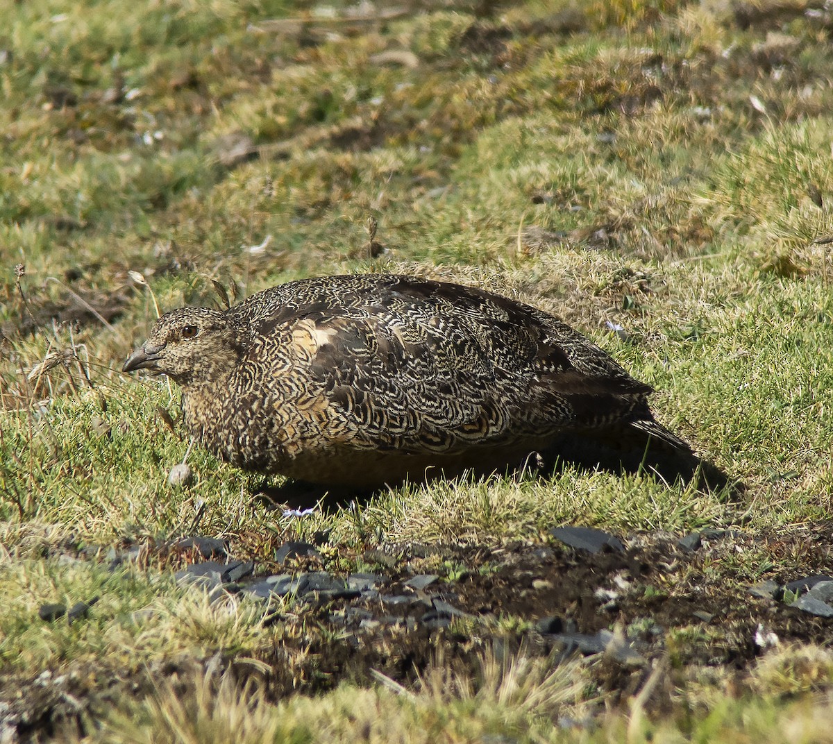 rustrypesnipe - ML613085110