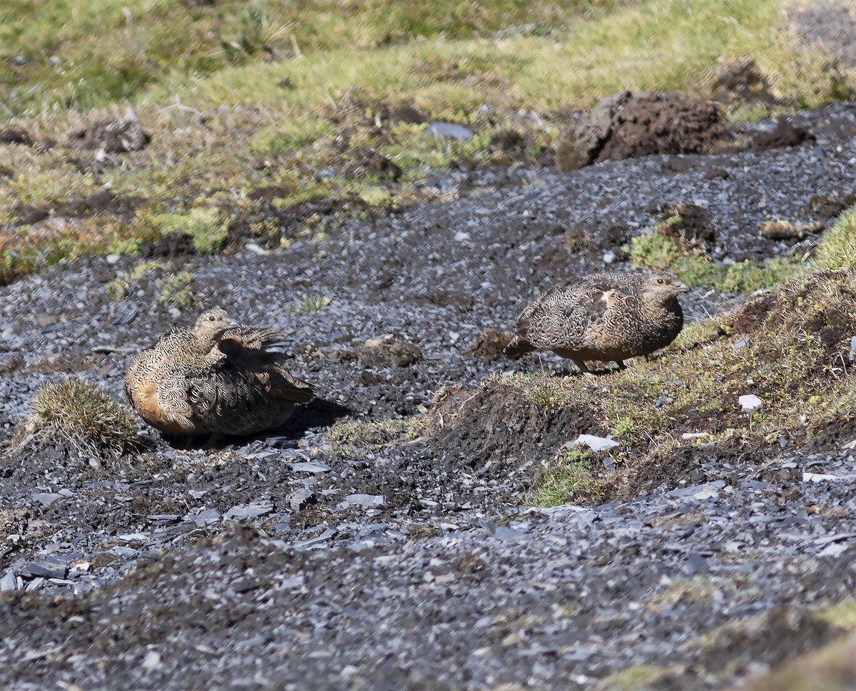 rustrypesnipe - ML613085111