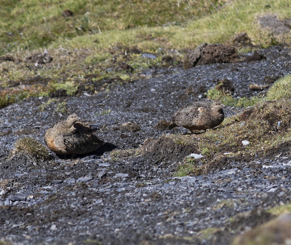 rustrypesnipe - ML613085112