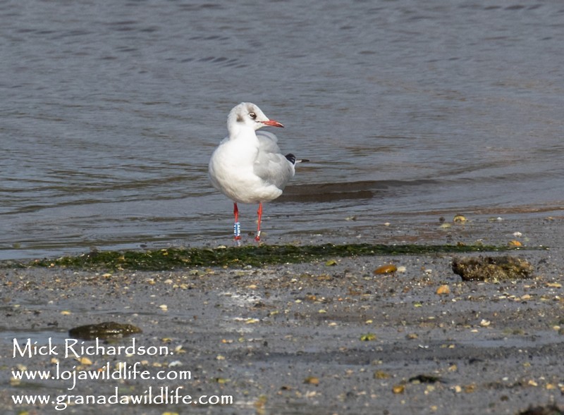 Mouette rieuse - ML613085113