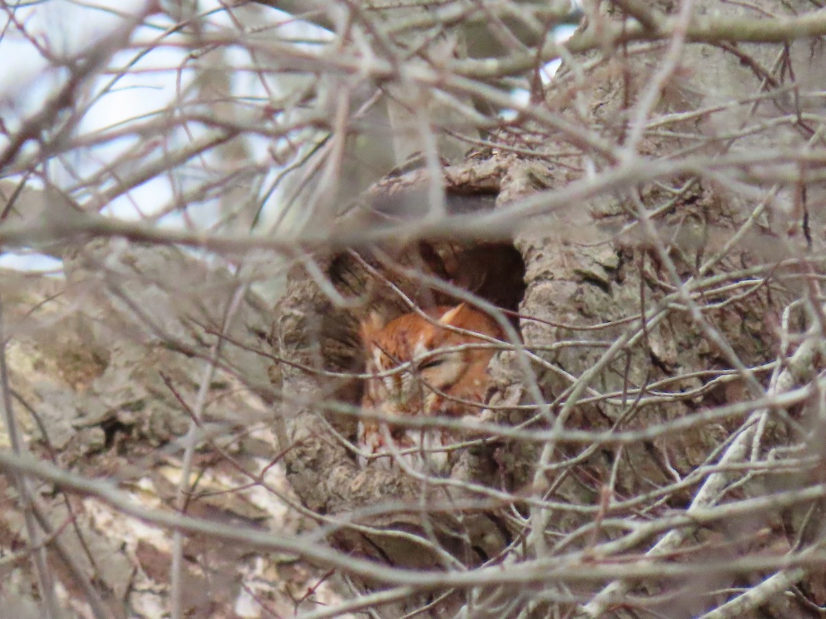 Eastern Screech-Owl - John Gaglione