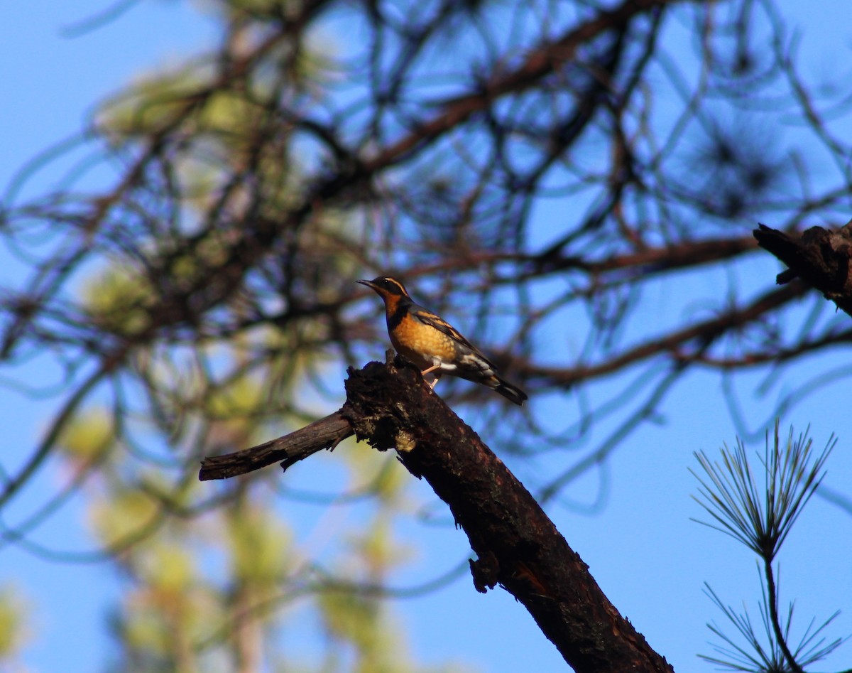 Varied Thrush - ML613085127