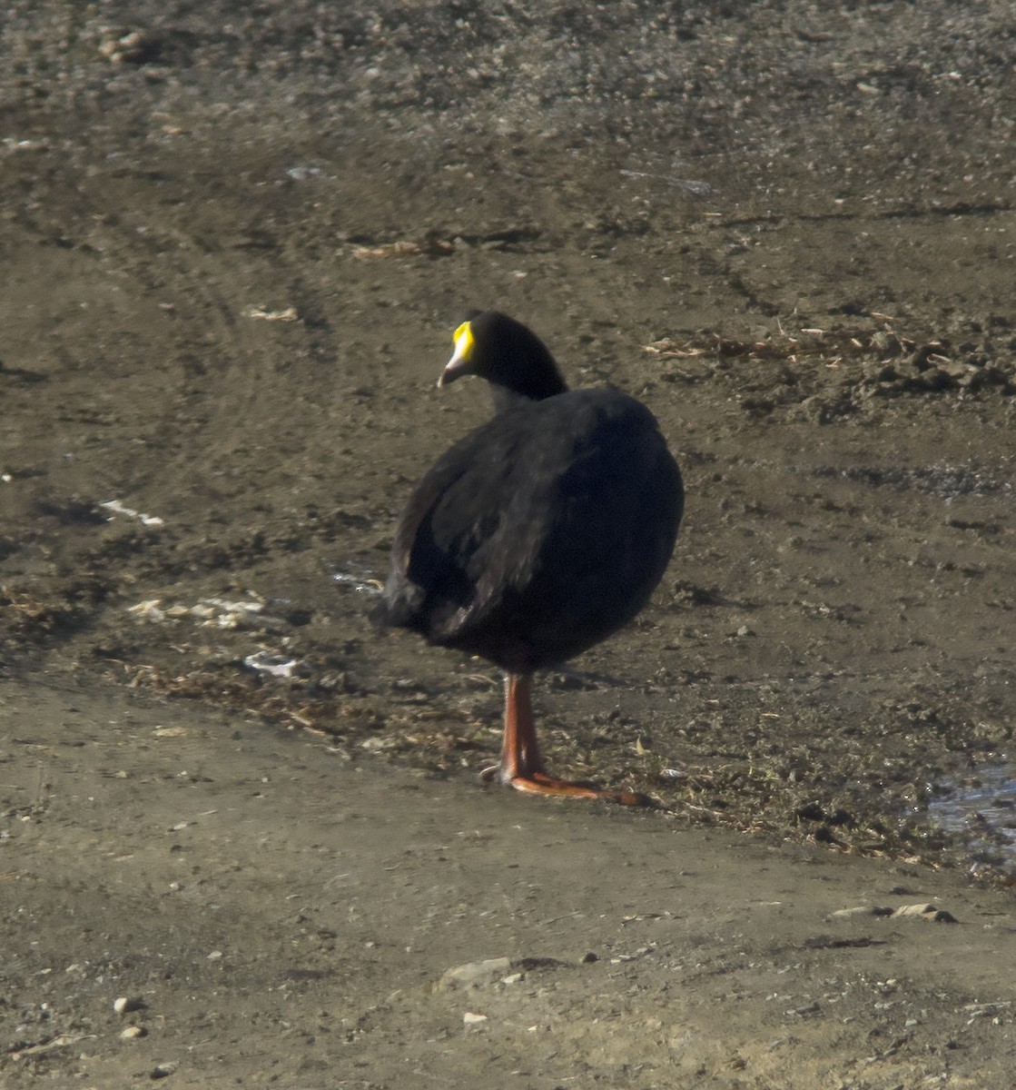 Foulque géante - ML613085139