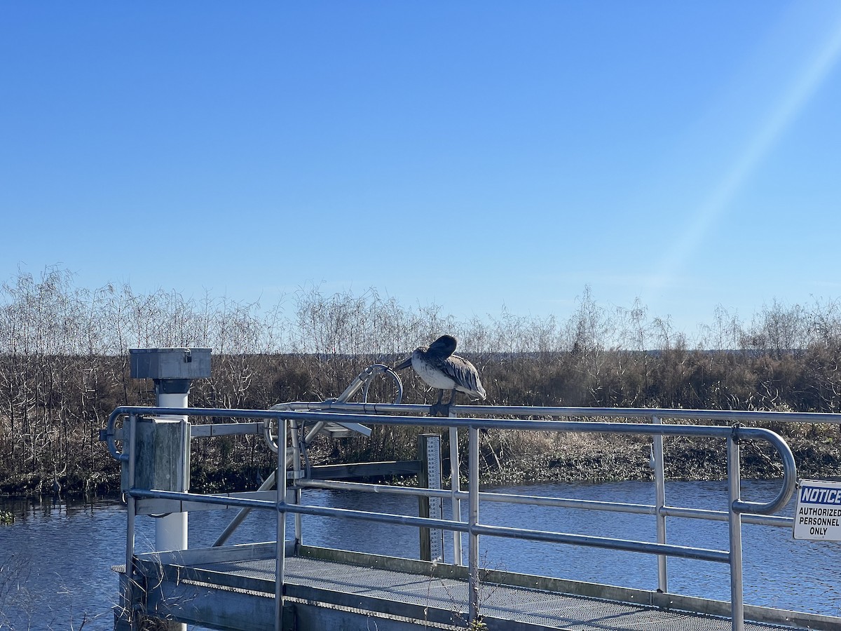 Brown Pelican - ML613085153