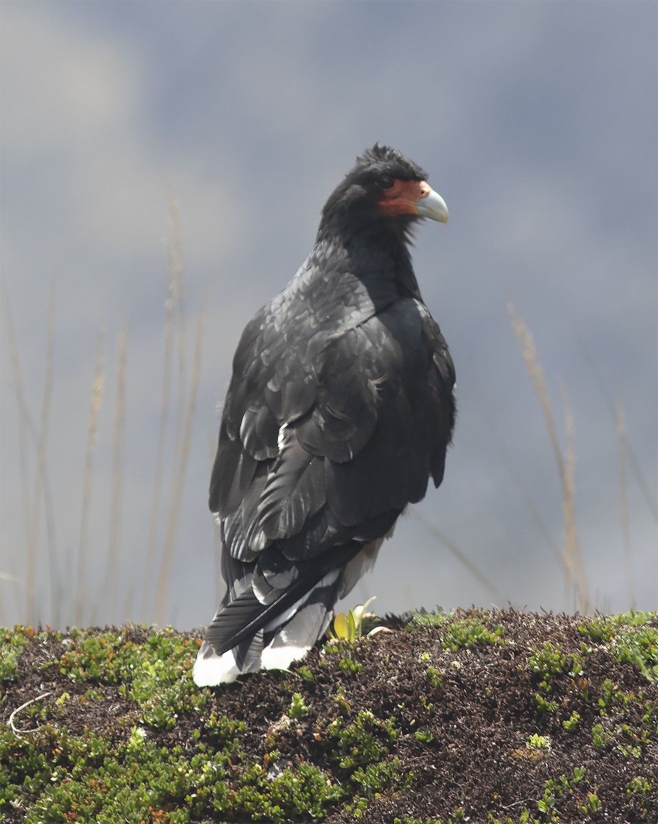 Caracara montagnard - ML613085163