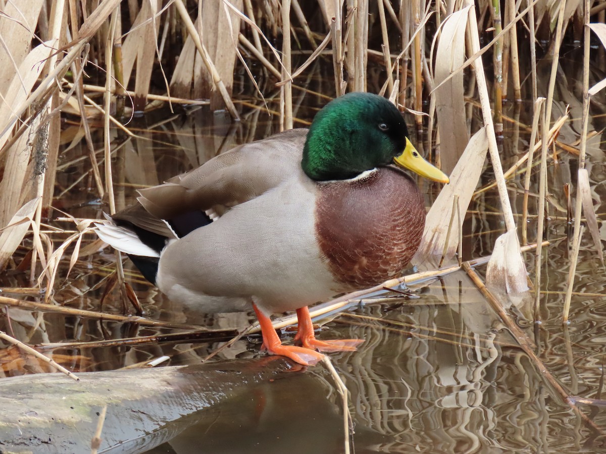 Canard colvert - ML613085177