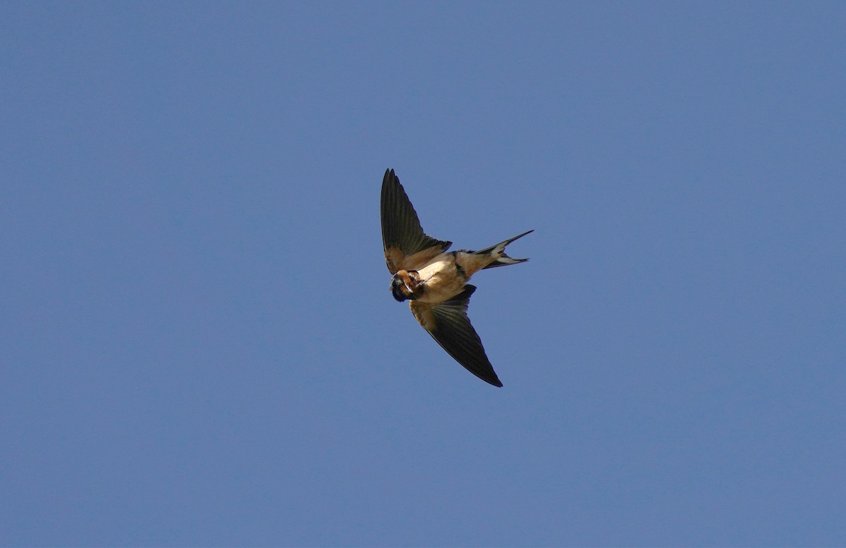 Golondrina Común - ML613085295