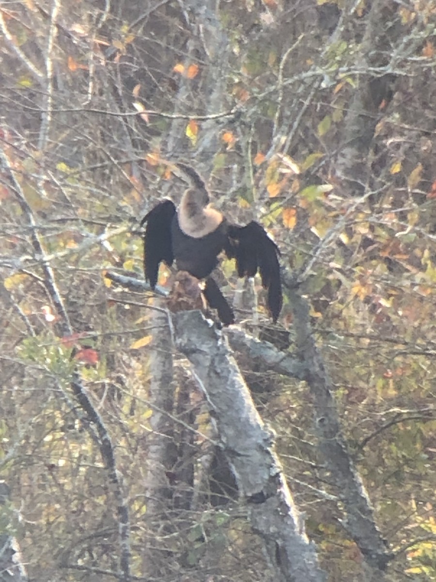 Anhinga - ML613085320