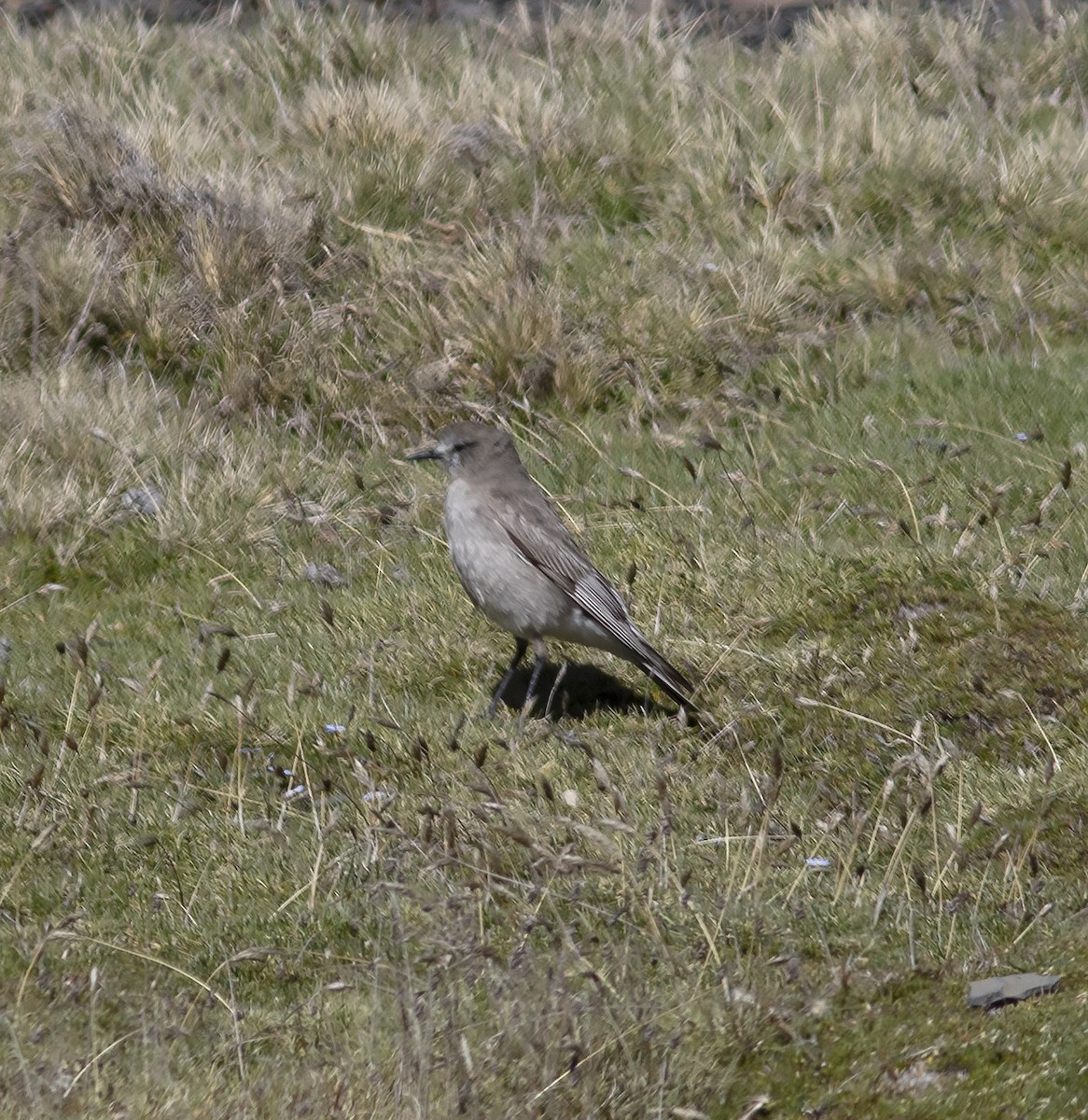 Cinereous Ground-Tyrant - ML613085334