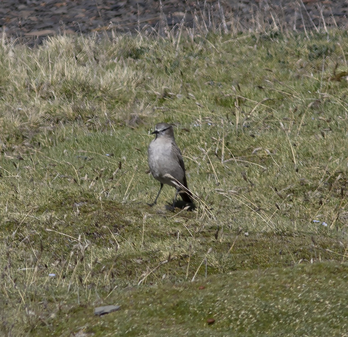 Cinereous Ground-Tyrant - ML613085336