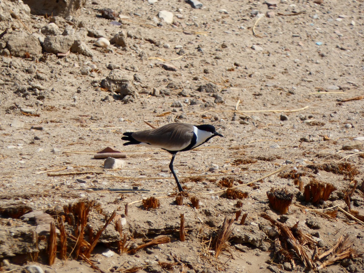 Spur-winged Lapwing - ML613085365