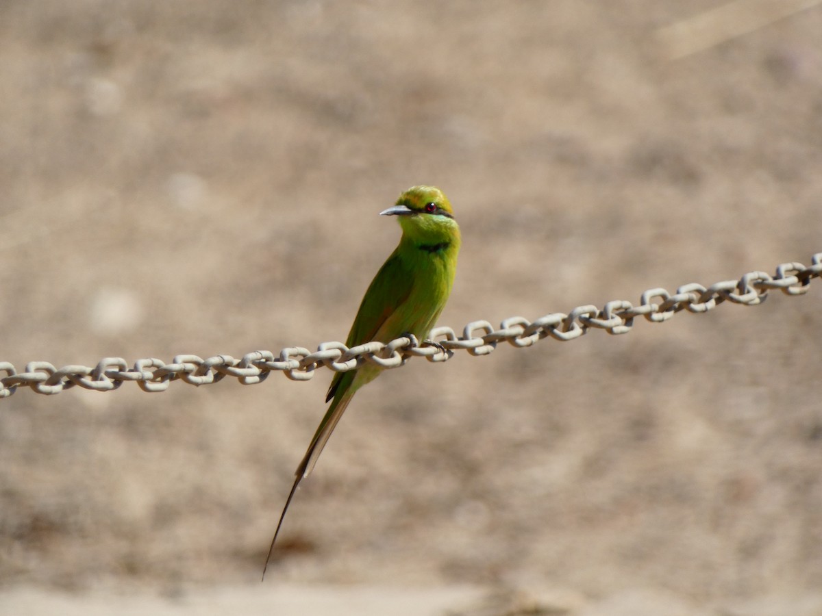 African Green Bee-eater - ML613085371
