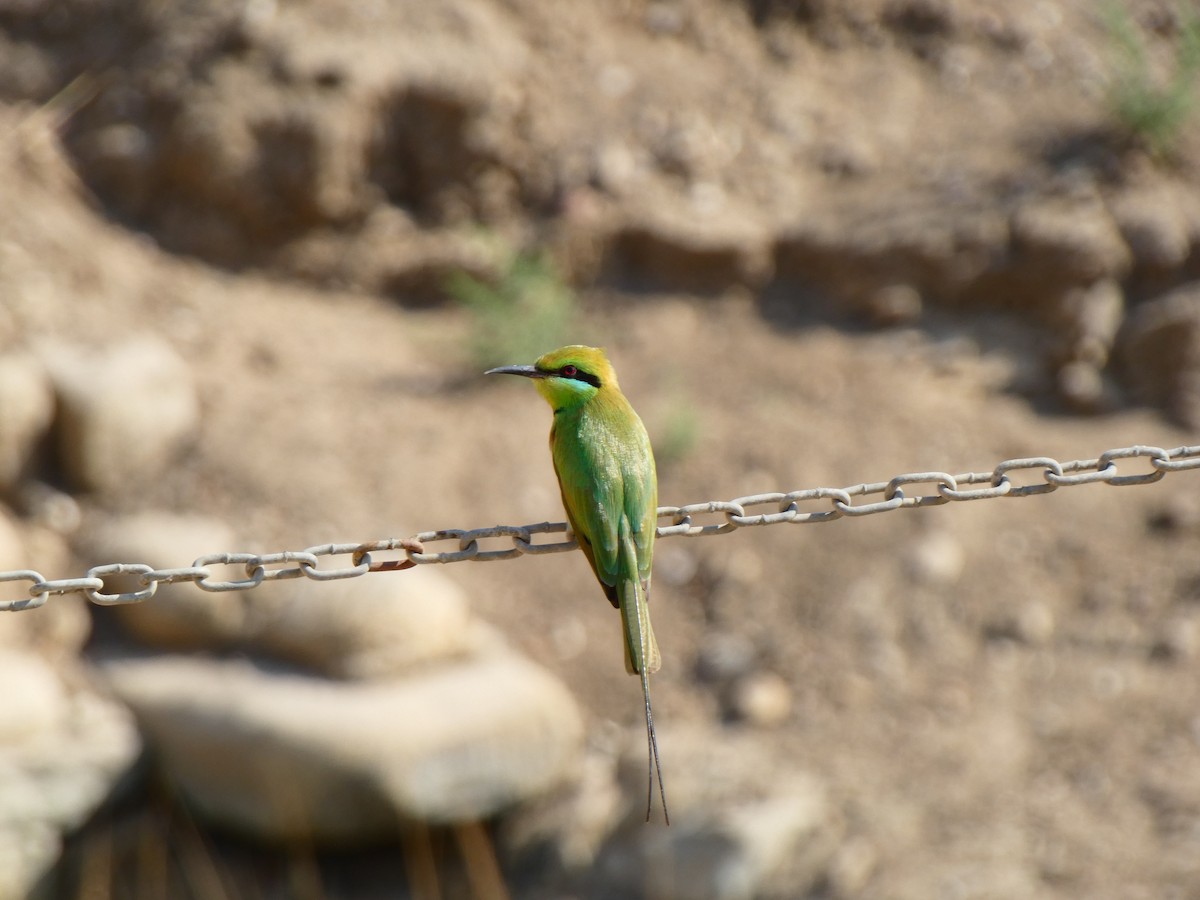 African Green Bee-eater - ML613085375