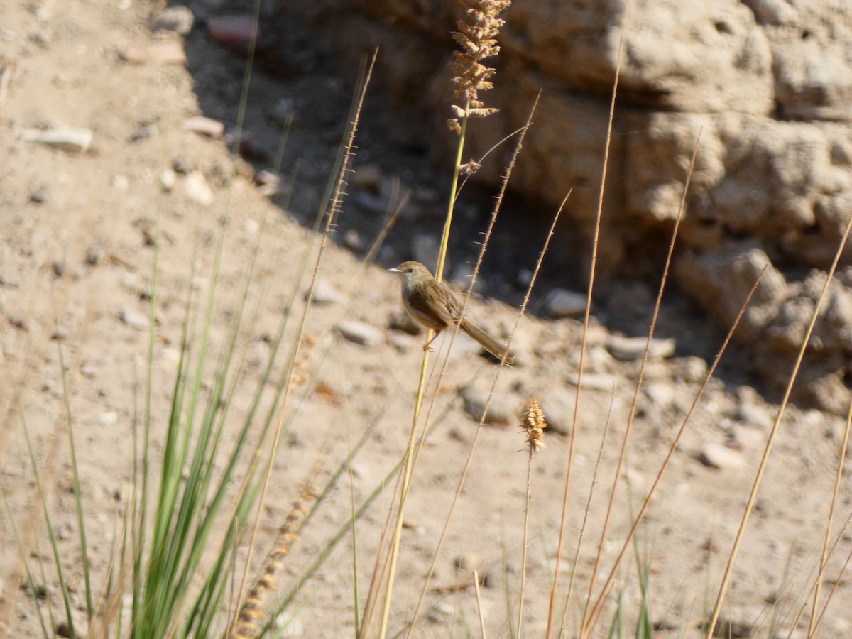 Graceful Prinia - ML613085383