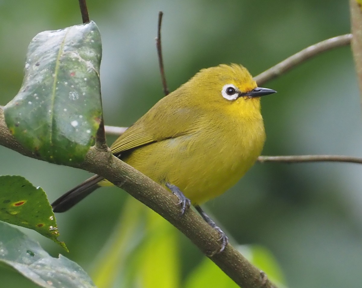 Northern Yellow White-eye - Stephan Lorenz