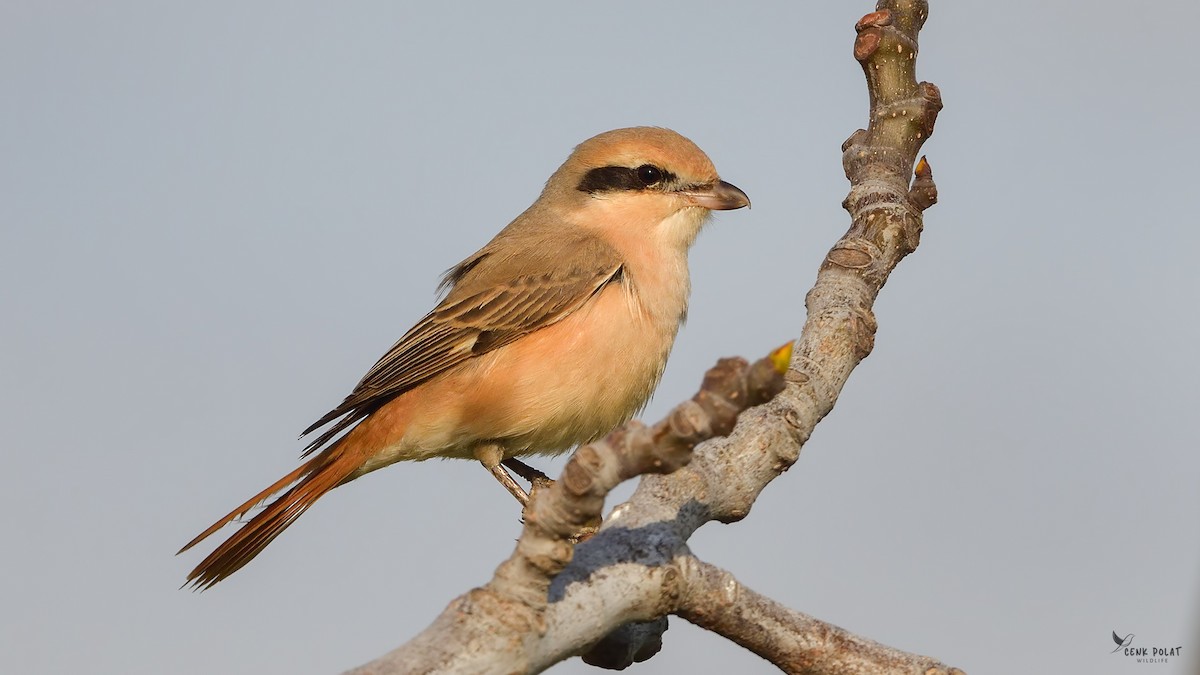 Isabelline Shrike - ML613085404