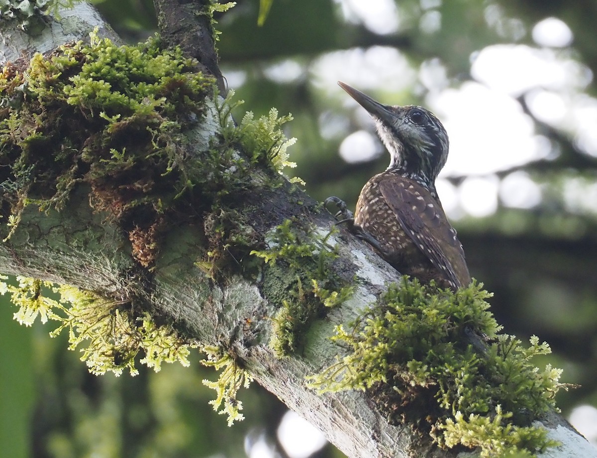 Golden-crowned Woodpecker - Stephan Lorenz