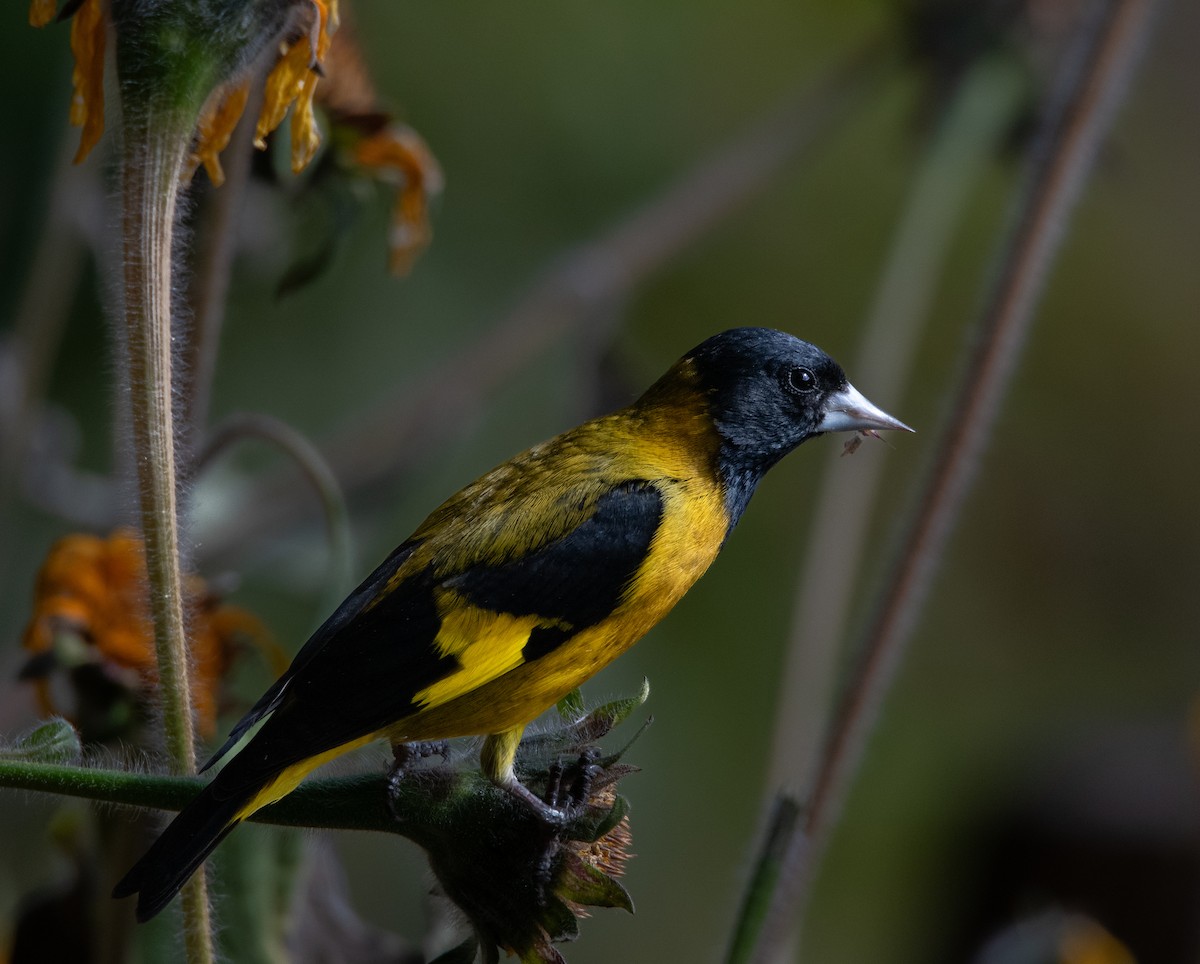 Black-headed Siskin - ML613085493