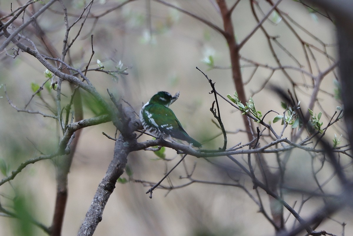 Dideric Cuckoo - Volker Lange