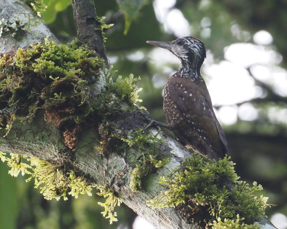 Golden-crowned Woodpecker - ML613085516