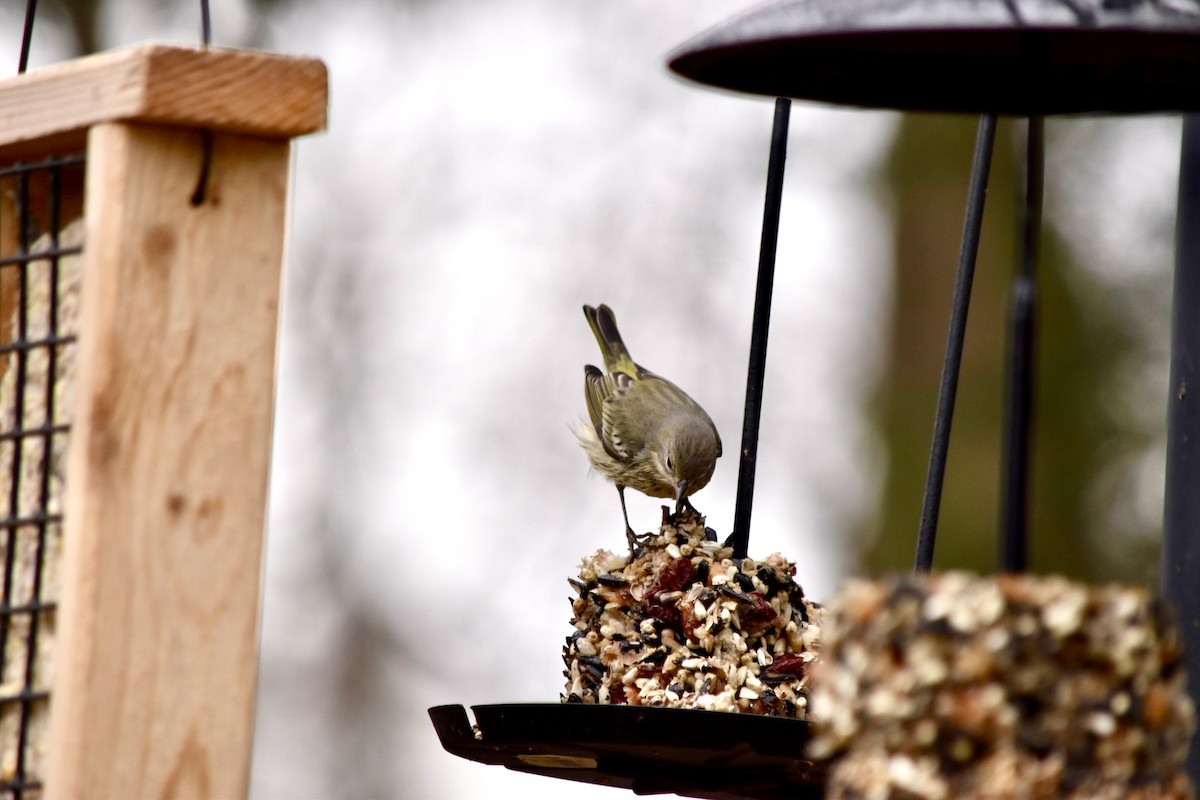 Cape May Warbler - ML613085527