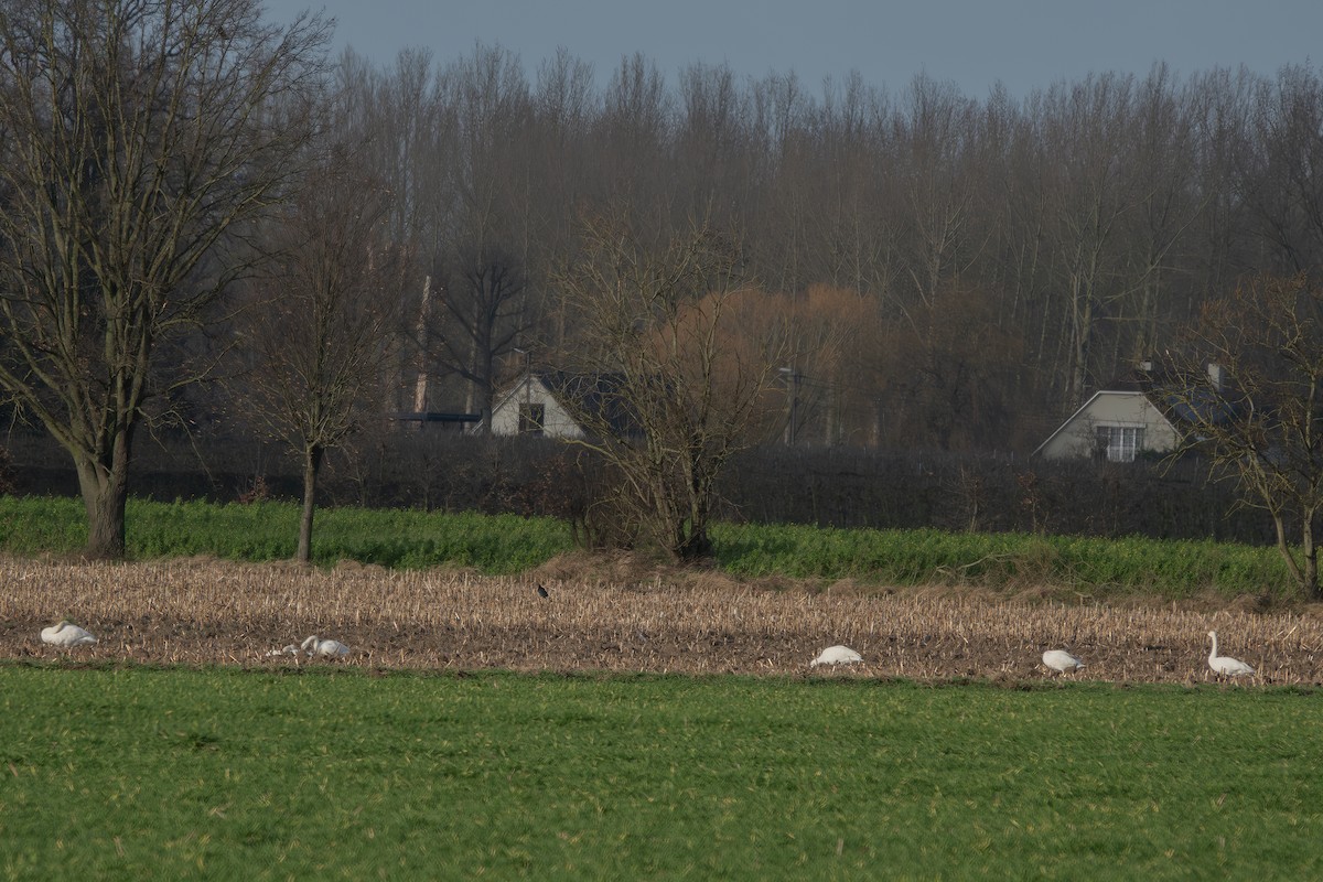 Whooper Swan - ML613085609