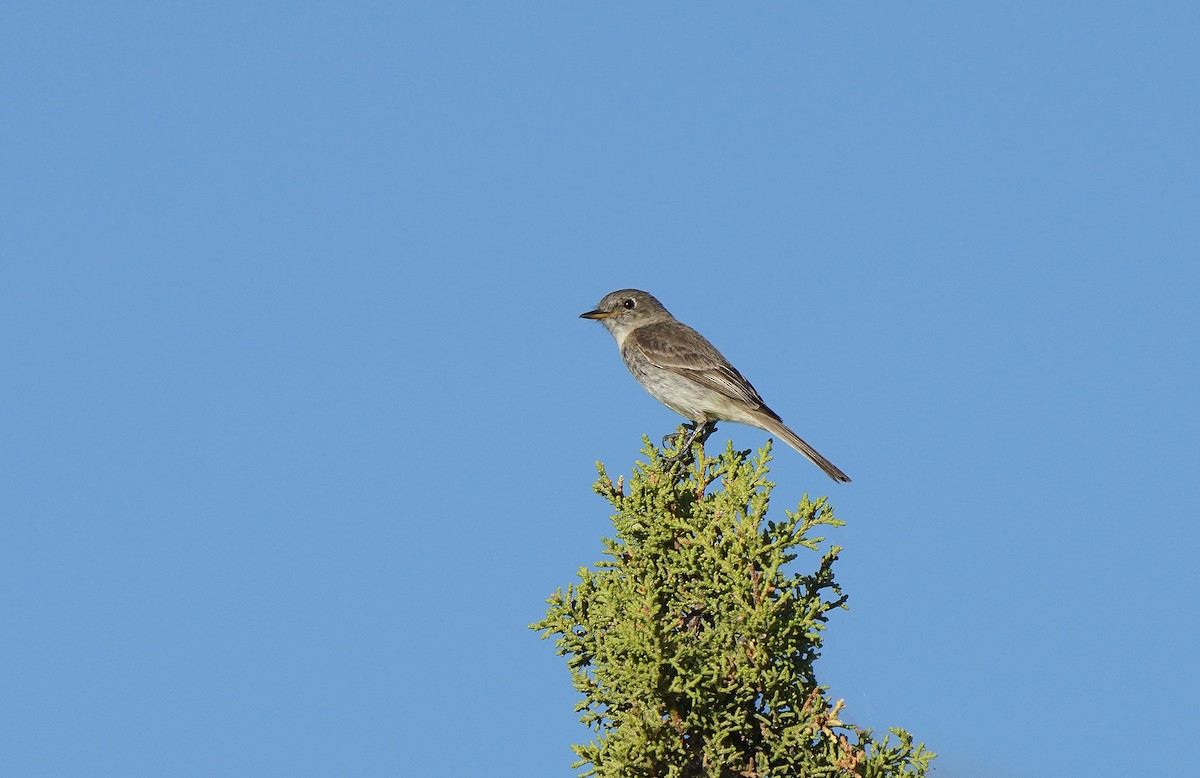 Gray Flycatcher - ML613085641