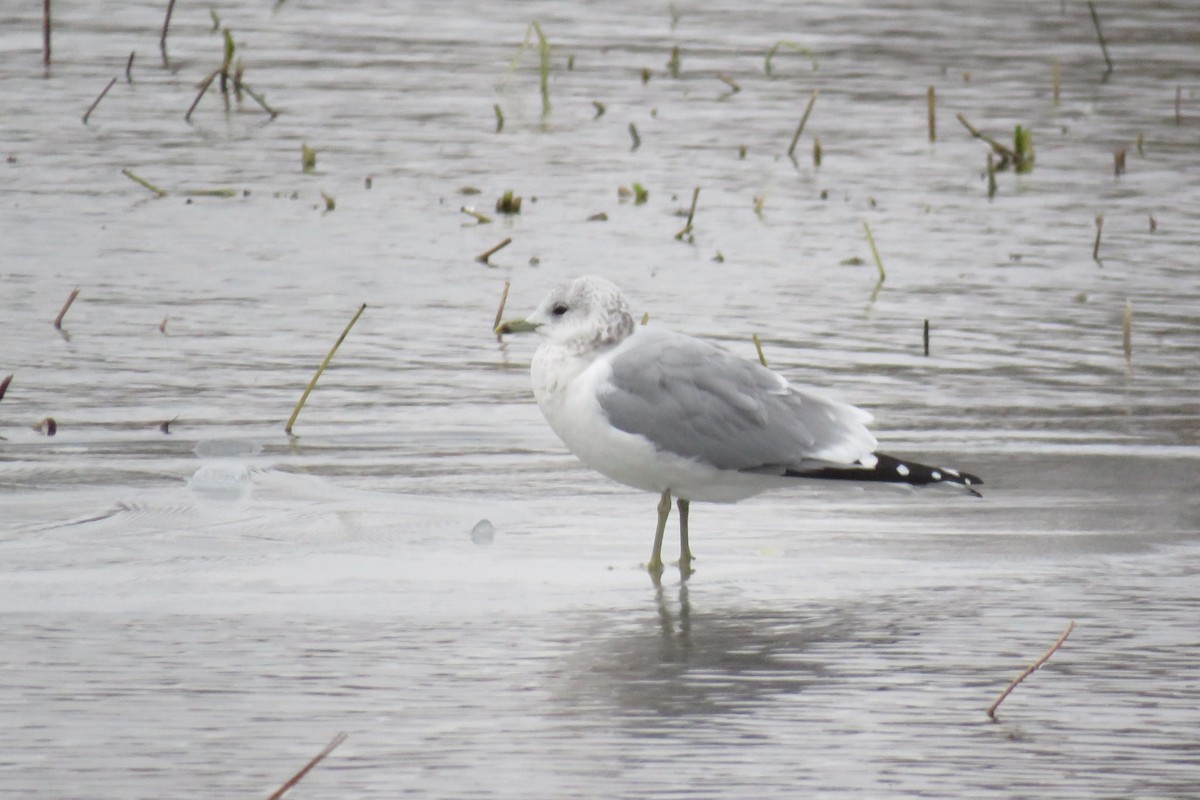 Common Gull (European) - ML613085678
