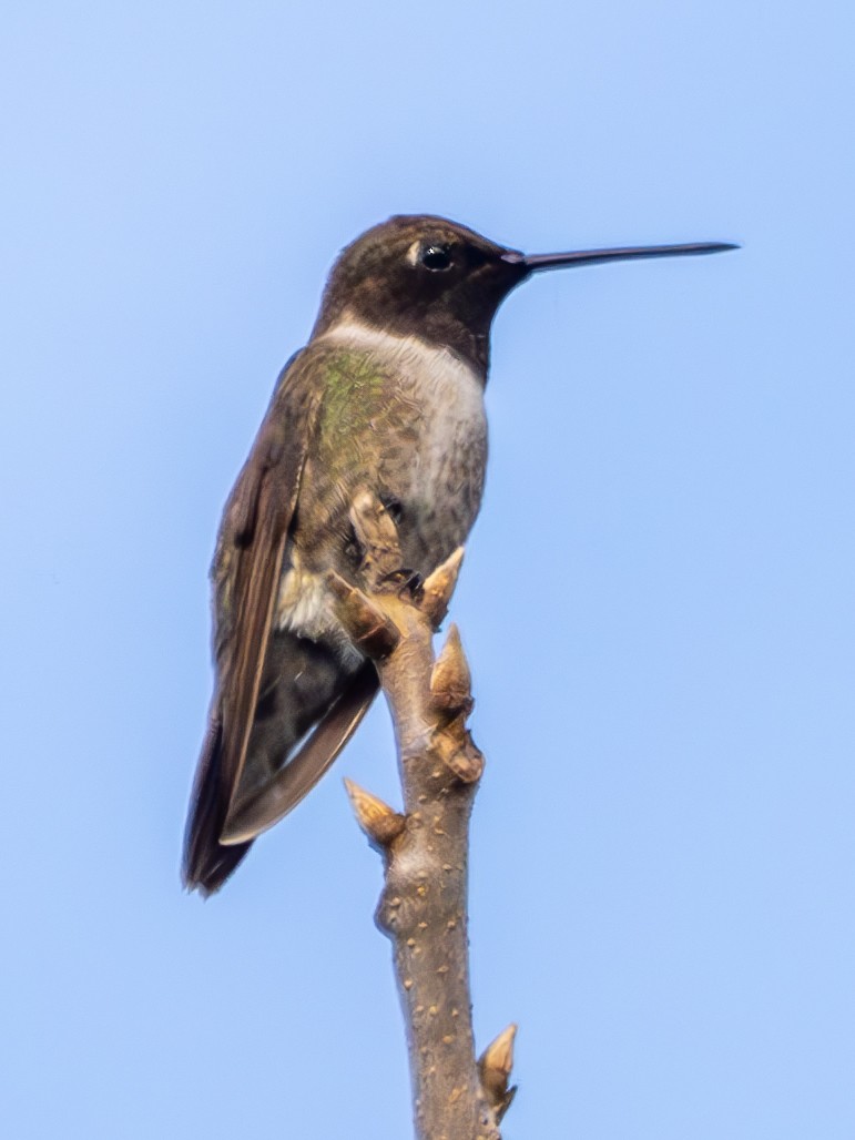 Colibri à gorge noire - ML613085679