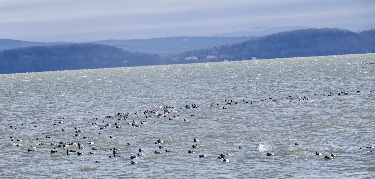 Greater Scaup - ML613085701