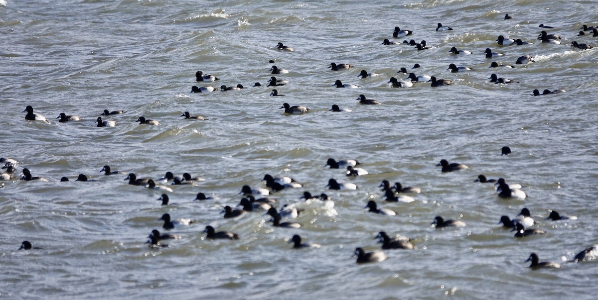 Greater Scaup - ML613085702