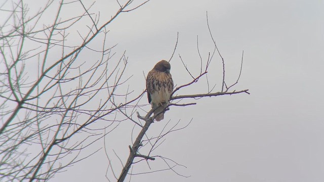 Red-tailed Hawk (abieticola) - ML613085739