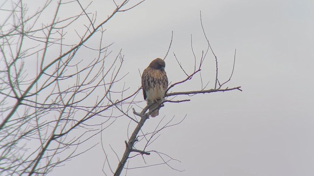 Rotschwanzbussard (abieticola) - ML613085739