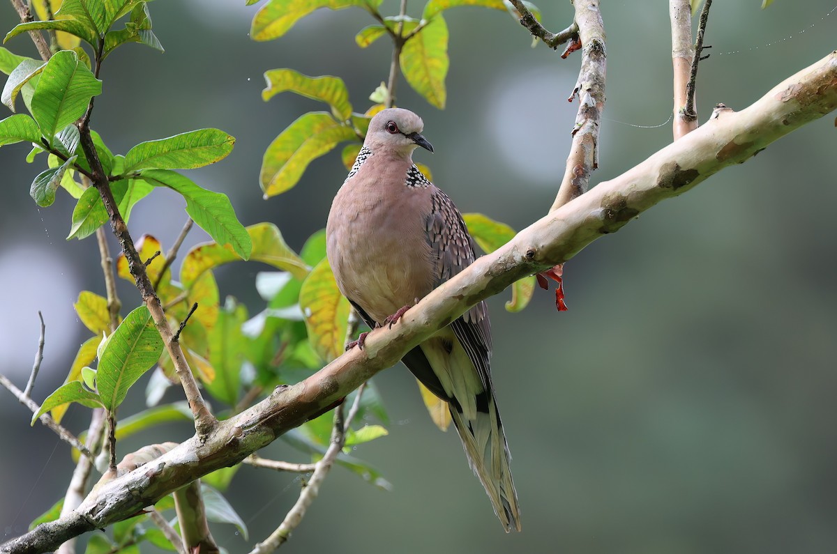 Spotted Dove - ML613085743