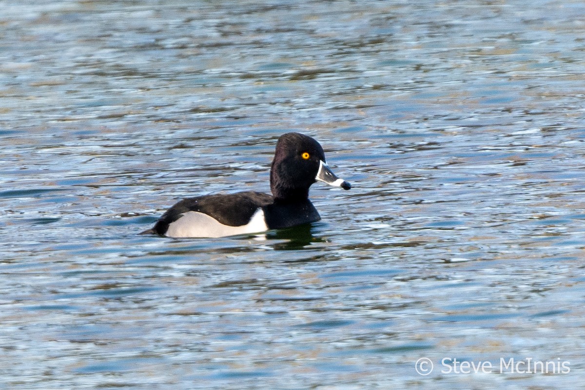 Ring-necked Duck - ML613085801