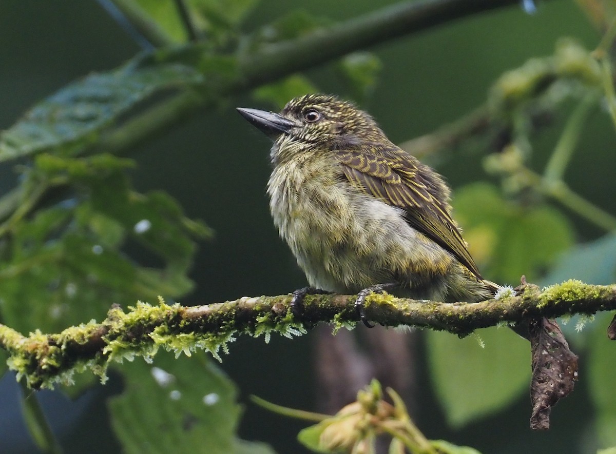 Speckled Tinkerbird - ML613085805