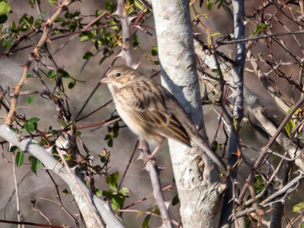 Song Sparrow - ML613085852